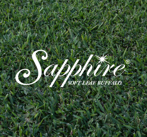 Sapphire Buffalo