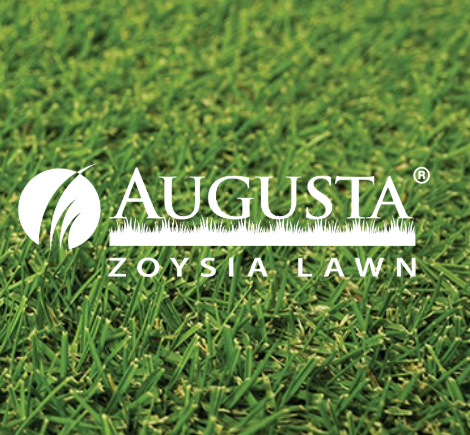 Augusta Zoysia