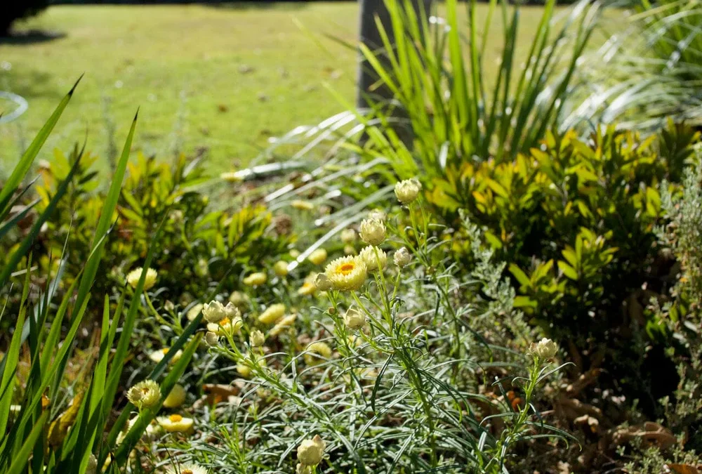 low maintenance gardens