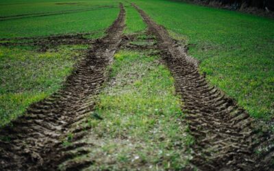 Drenched and Drowning? How to Protect Your Garden from Persistent Rain and Poor Drainage